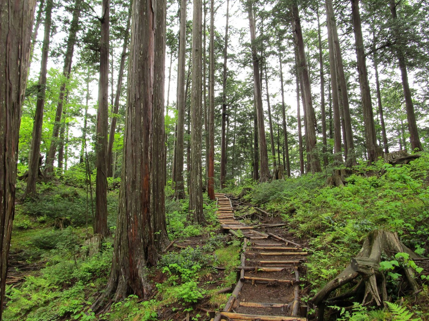 木曽ヒノキの森