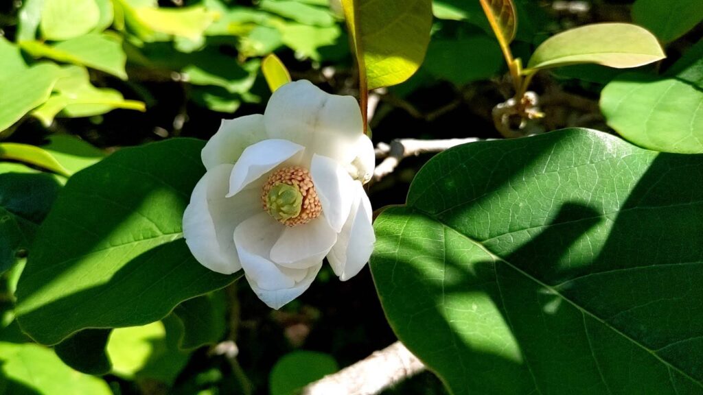赤沢自然休養林 オオヤマレンゲ開花！ - 上松町観光サイト